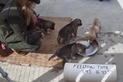 Denali National Park introduces adorable new sled dogs, live Puppy Cam