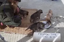 Denali National Park introduces adorable new sled dogs, live Puppy Cam